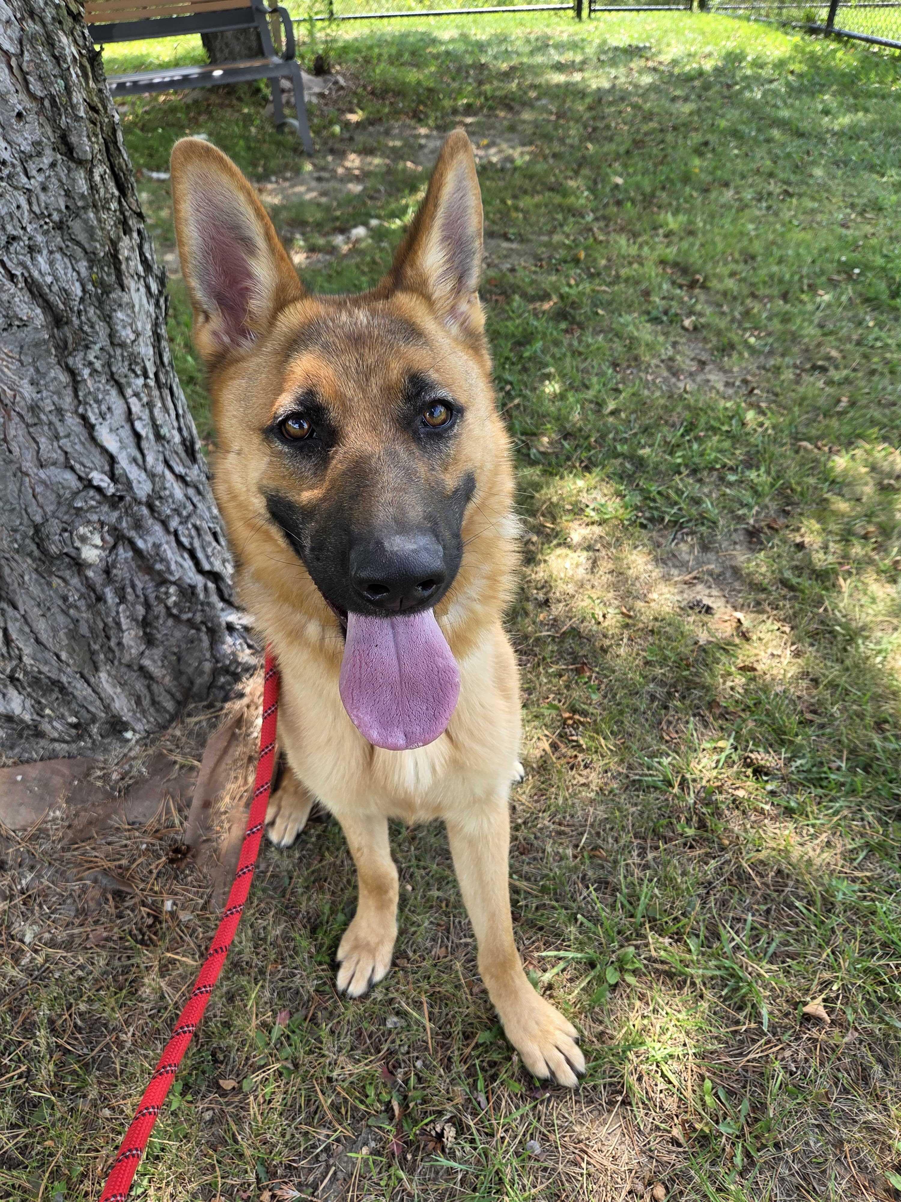 Gerhardt, adoptable, Adult Male Mixed Breed & German Shepherd Dog.