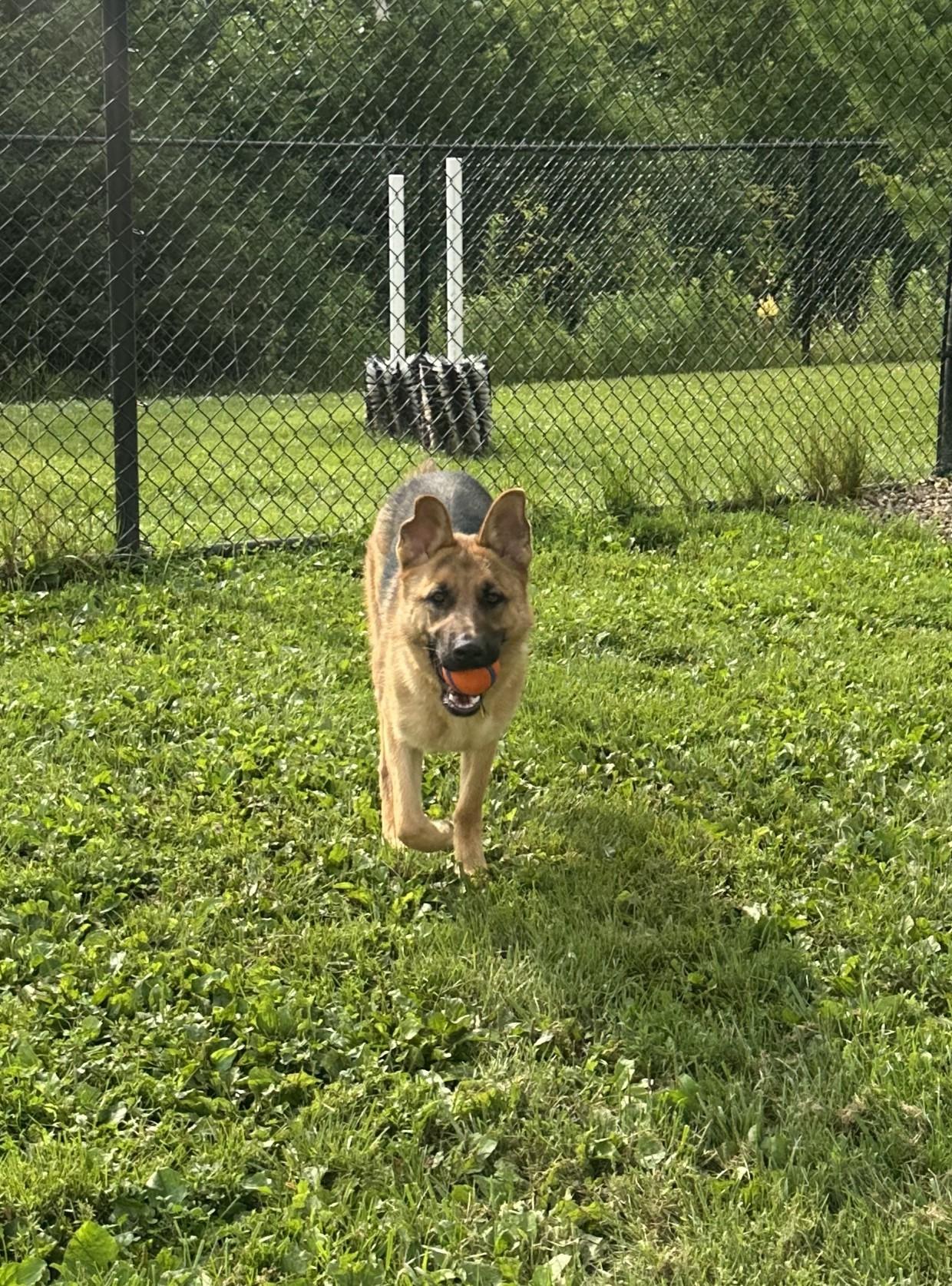 Gerhardt, an adoptable mixed breed in Dubuque, IA image 3/3