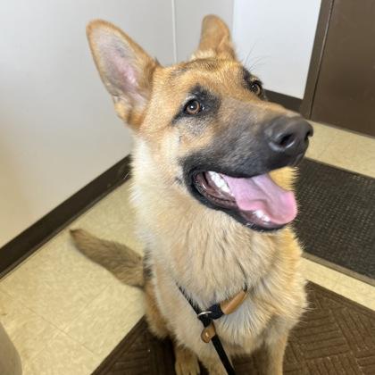 Gerhardt, an adopted mixed breed in Dubuque, IA image 2/2