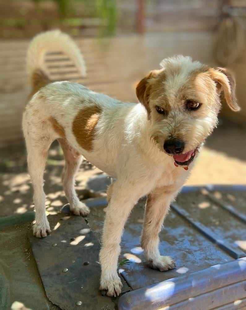 Enlarge Puddle (Soi Dog), a Adoptable mixed breed in San Diego, CA image 3/3