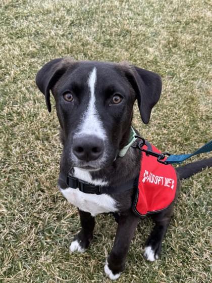 Jacob - Available in Foster, Adoptable, Puppy Male Terrier & Mixed Breed.