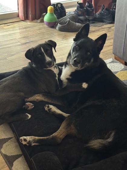 Enlarge Jacob - Available in Foster, a Adoptable mixed breed in Madison, NJ image 2/3