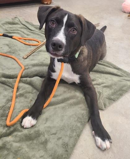 Enlarge Jacob - Available in Foster, a Adoptable mixed breed in Madison, NJ image 3/3