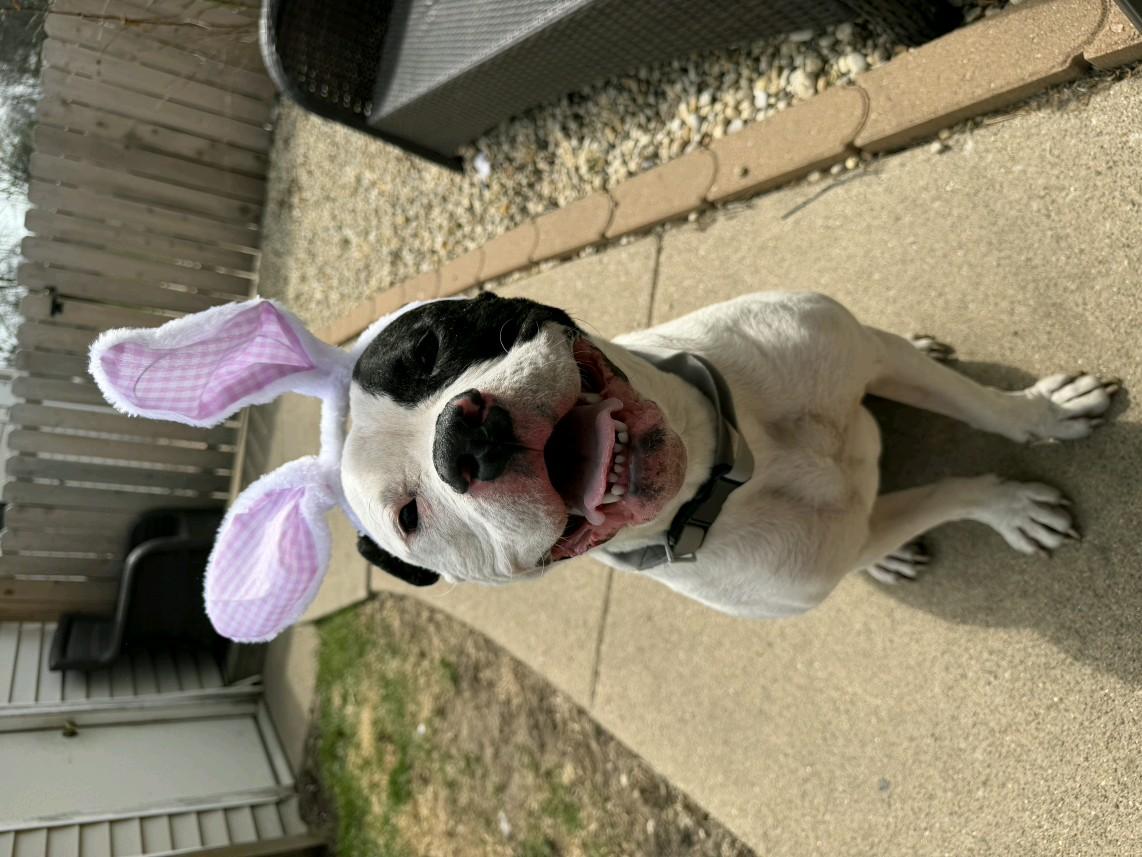Athena, a Adoptable mixed breed in merrillville, IN image 1/4