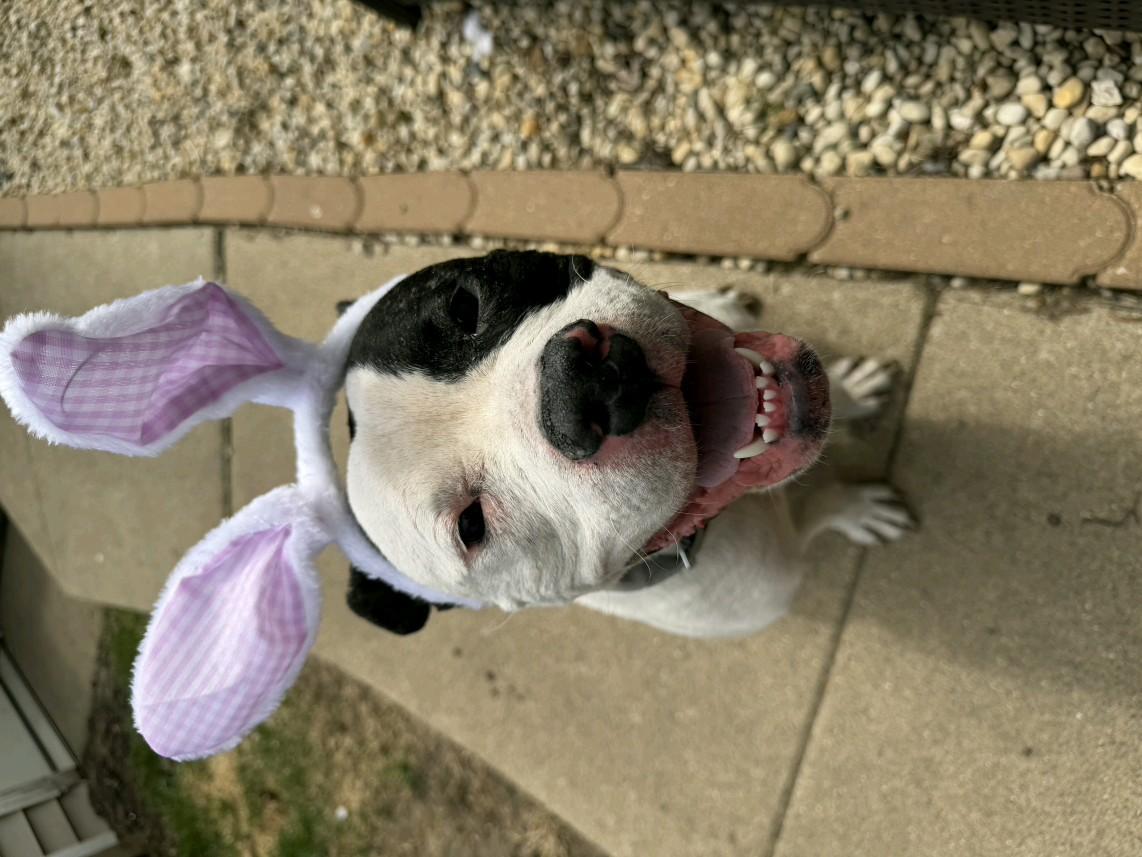 Athena, a Adoptable mixed breed in merrillville, IN image 3/4
