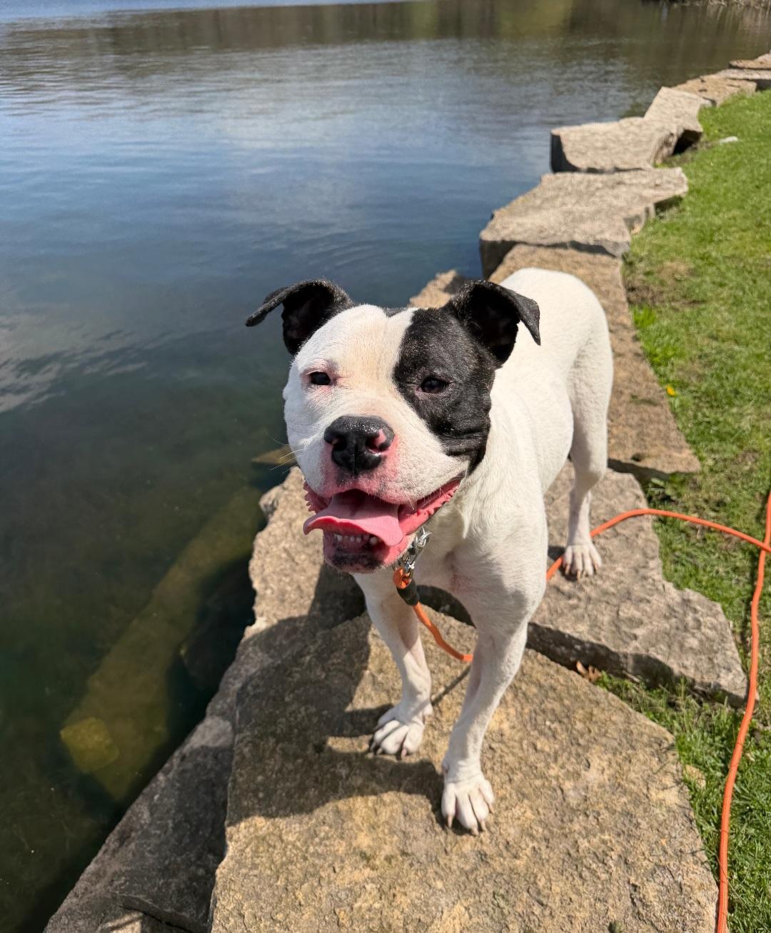 Athena, a Adoptable mixed breed in merrillville, IN image 4/4