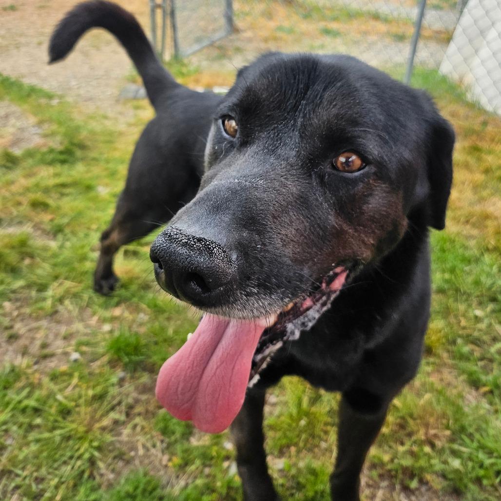 Enlarge Joey, a Adoptable Mixed Breed in Spokane, WA image 1/4