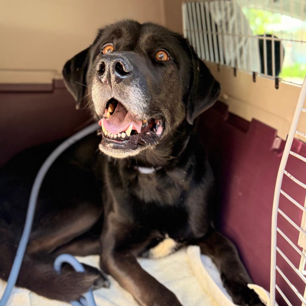 Enlarge Joey, a Adoptable Mixed Breed in Spokane, WA image 2/4