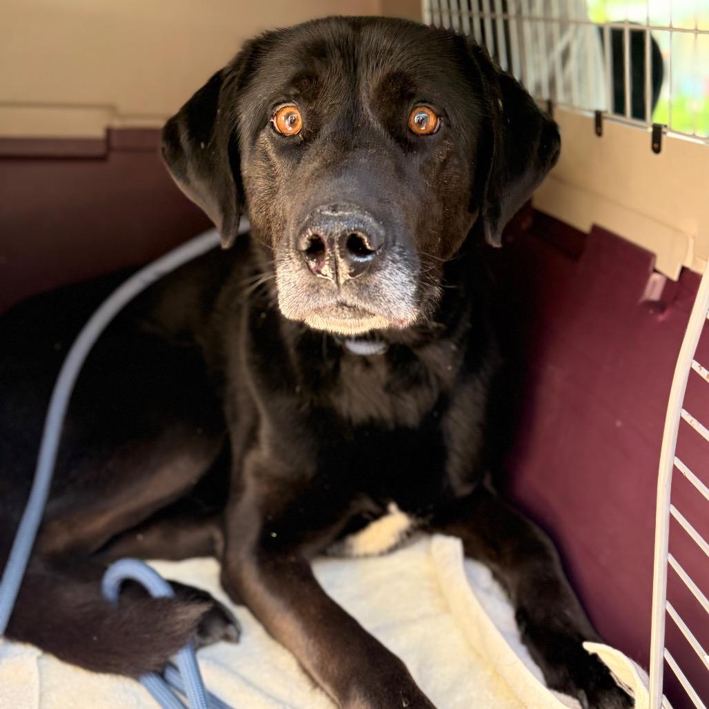Enlarge Joey, a Adoptable Mixed Breed in Spokane, WA image 4/4