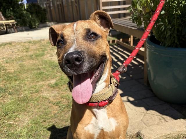 Enlarge ROCKY, a Adoptable mixed breed in Ojai, CA image 1/1