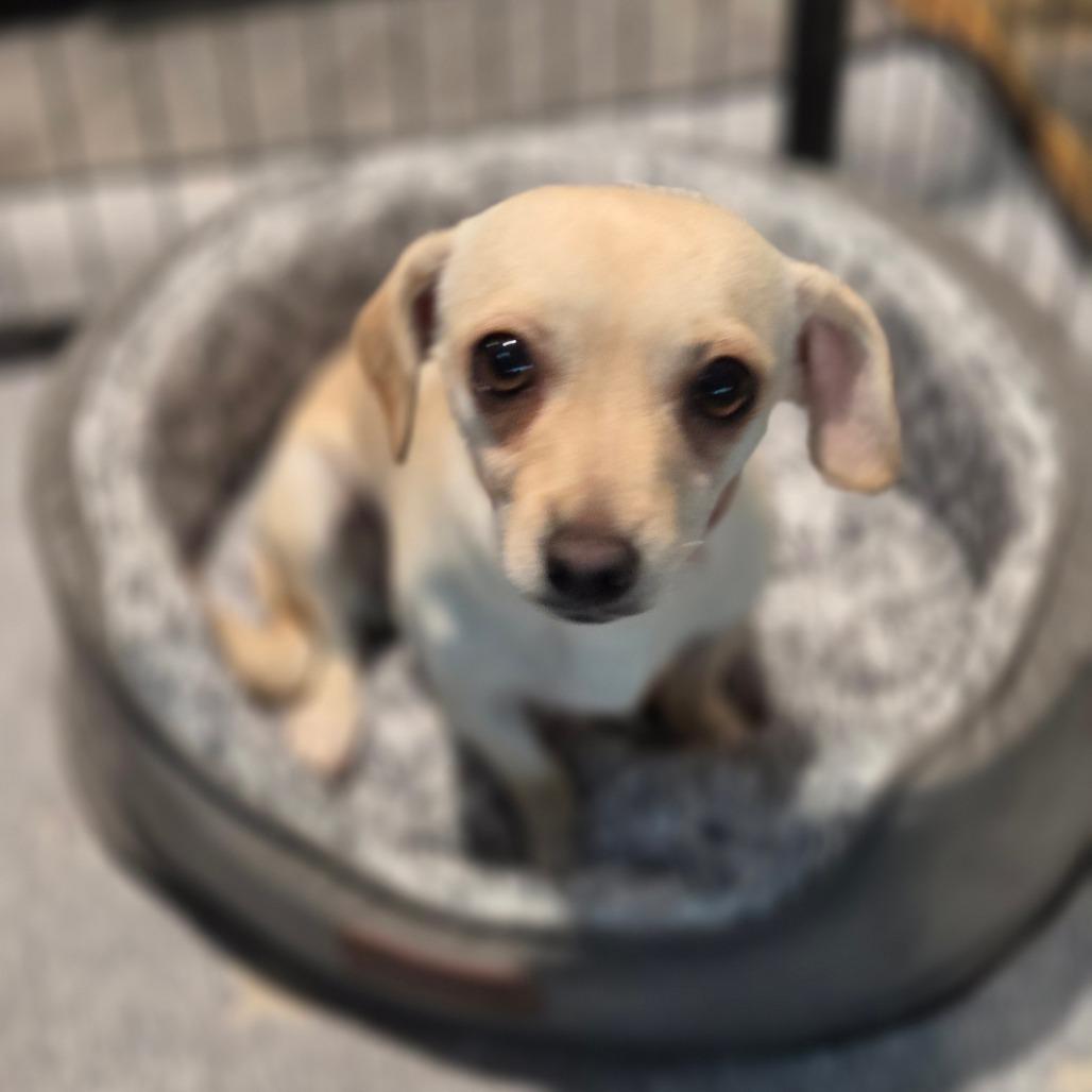 Jolene, Adoptable, Young Female Chihuahua.