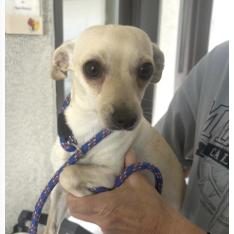 Enlarge Jolene, a Adoptable Chihuahua in Redmond, WA image 2/4
