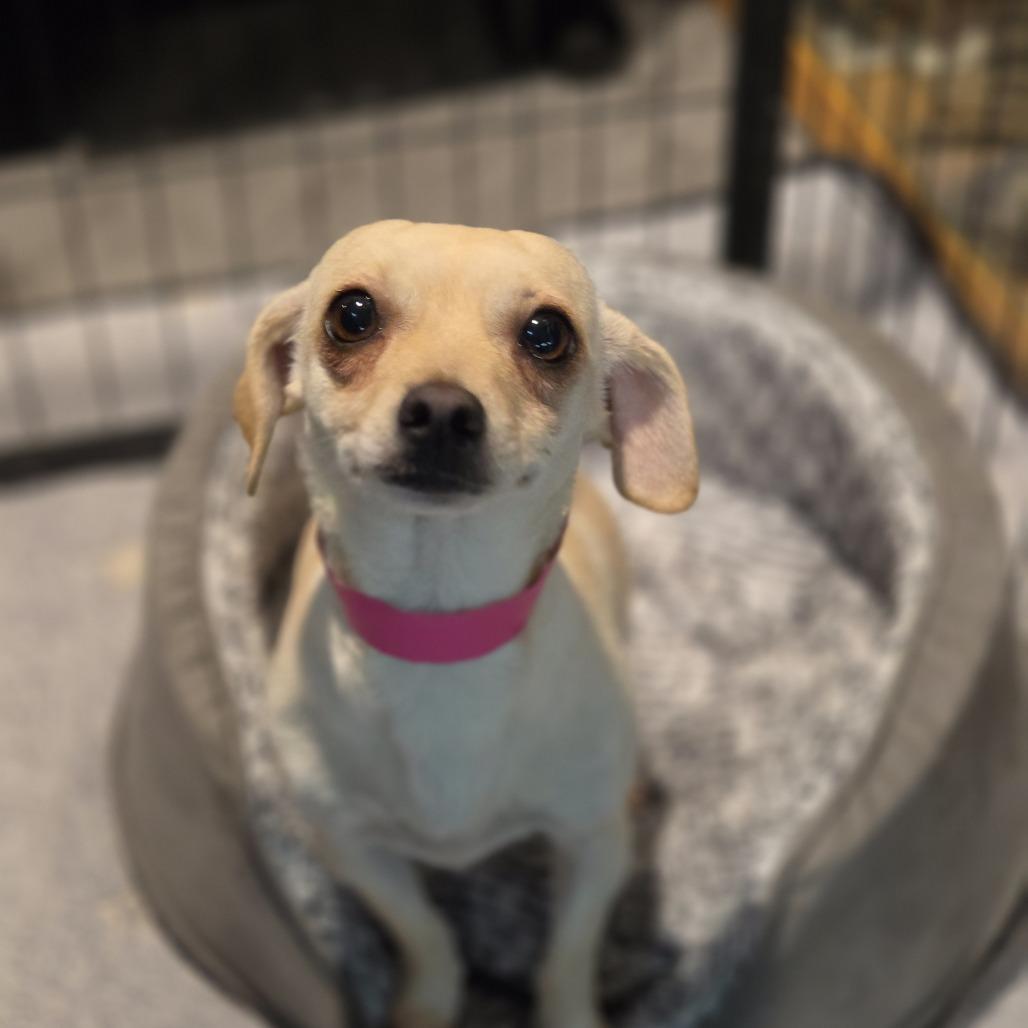 Enlarge Jolene, a Adoptable Chihuahua in Redmond, WA image 4/4