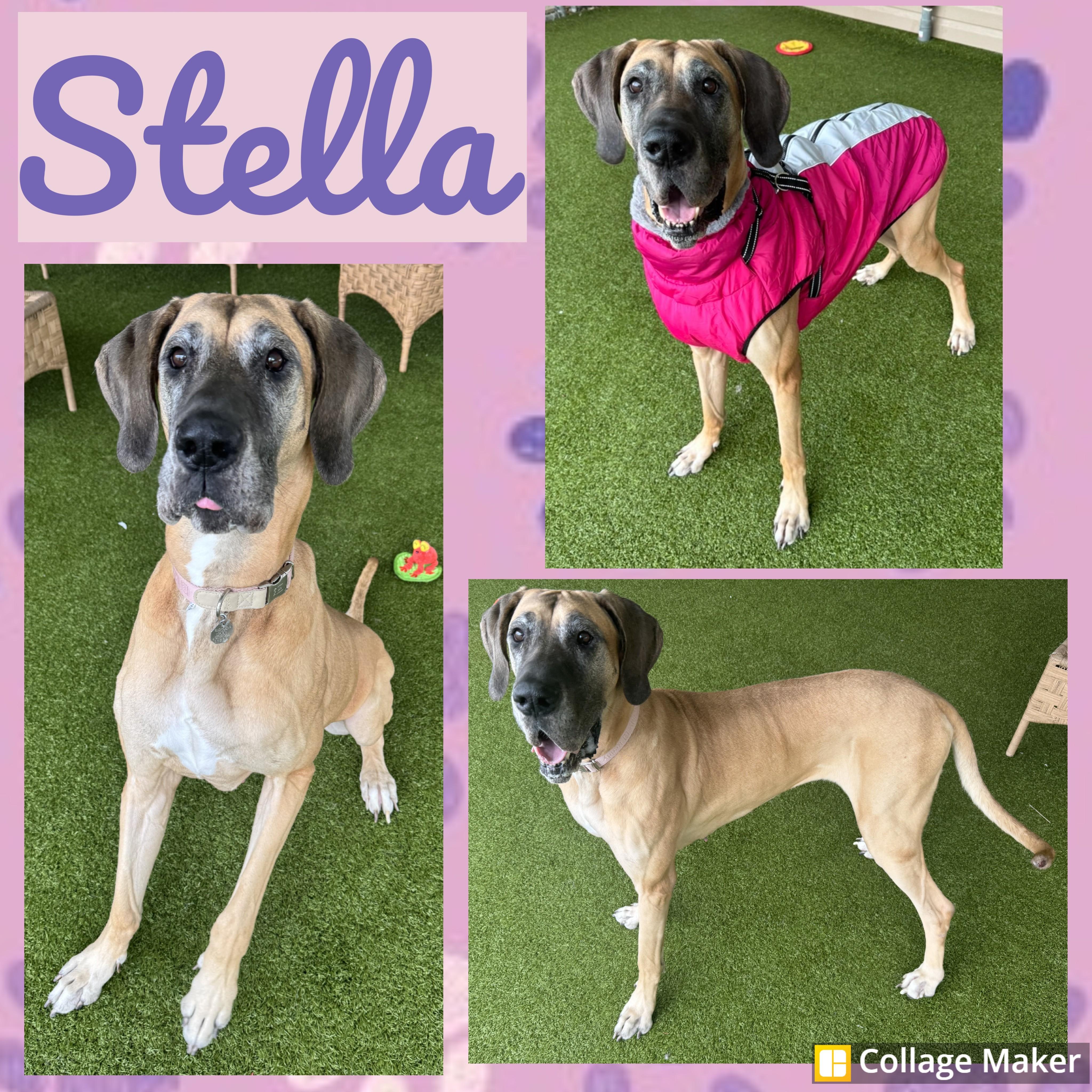 Enlarge Stella Mae, a ADOPTABLE mixed breed in Clearfield, PA image 1/1