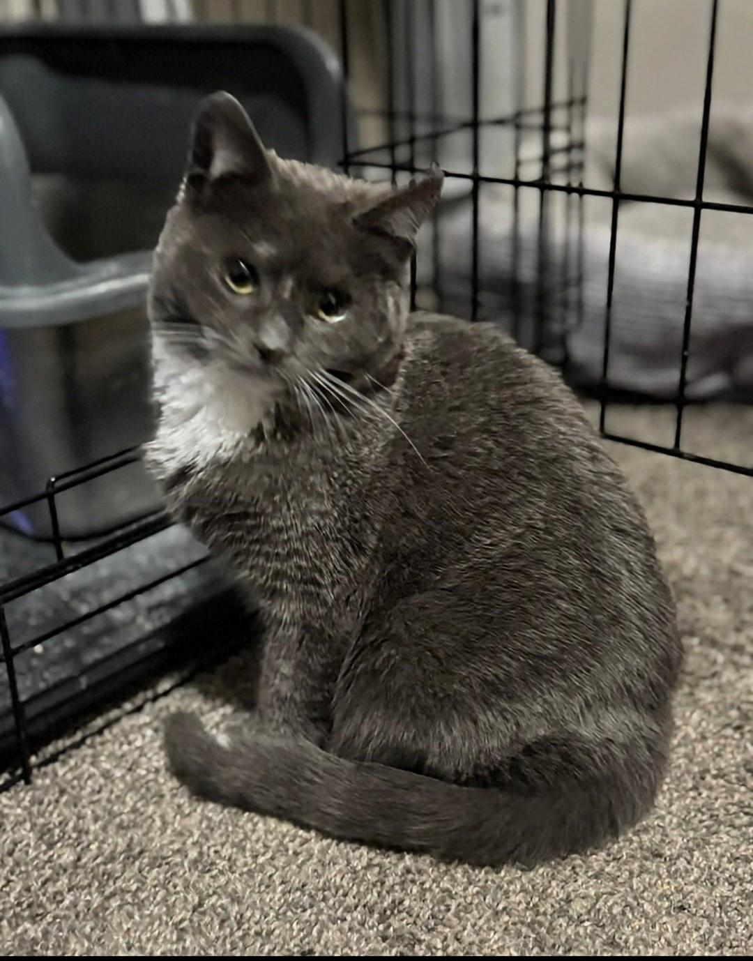 Enlarge Mary Jane, an adopted Domestic Short Hair in Reno, NV image 2/3