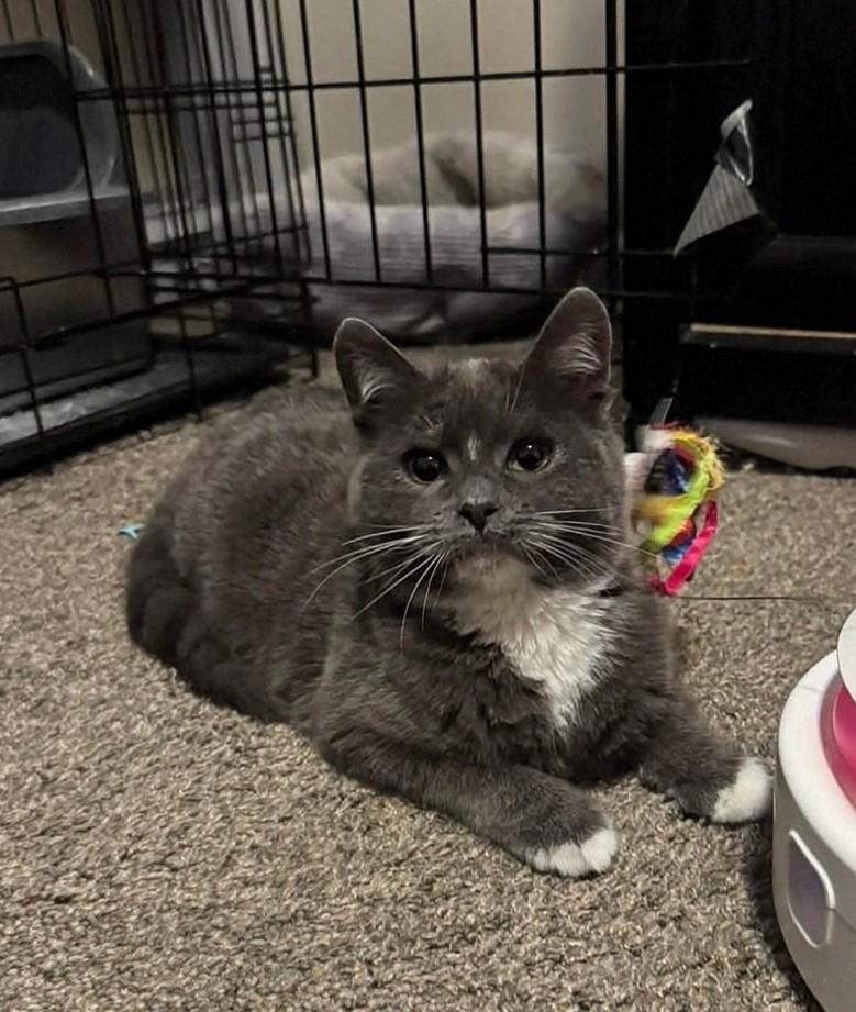 Enlarge Mary Jane, an adopted Domestic Short Hair in Reno, NV image 1/3