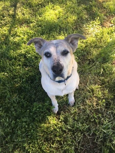 Enlarge Jumbo, a Adoptable mixed breed in El Cajon, CA image 1/1