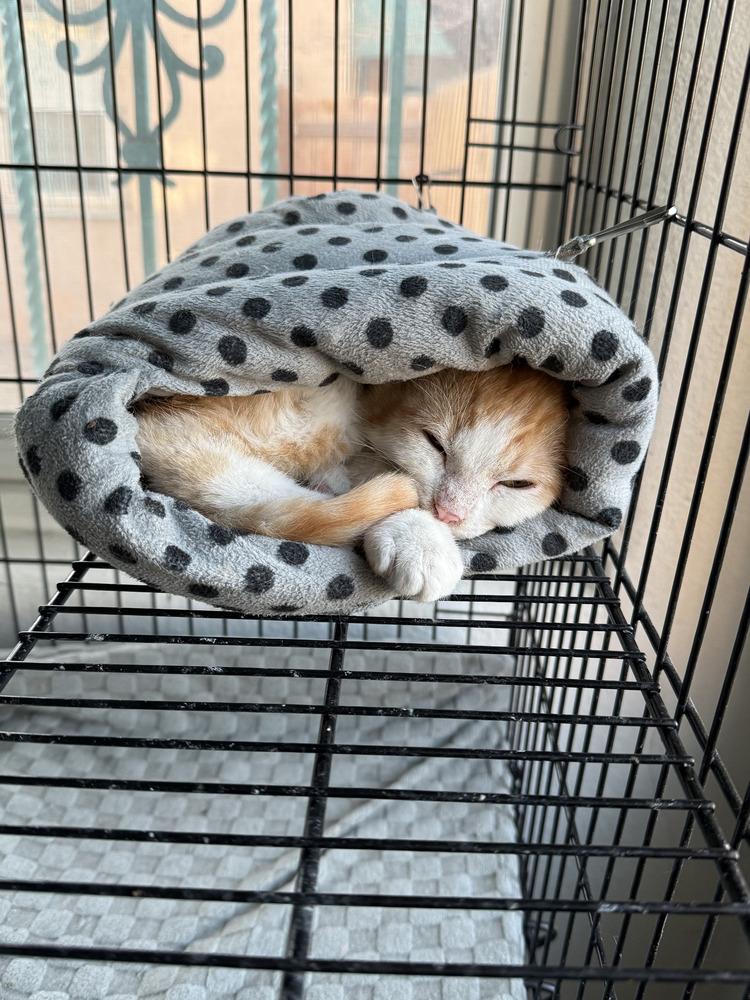 Yam, Adoptable, Kitten Male Domestic Short Hair.