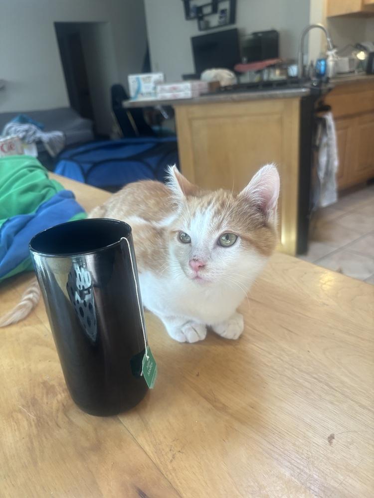 Yam, a Adoptable Domestic Short Hair in Albuquerque, NM image 2/4