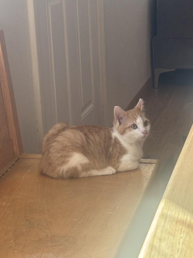 Yam, a Adoptable Domestic Short Hair in Albuquerque, NM image 3/4