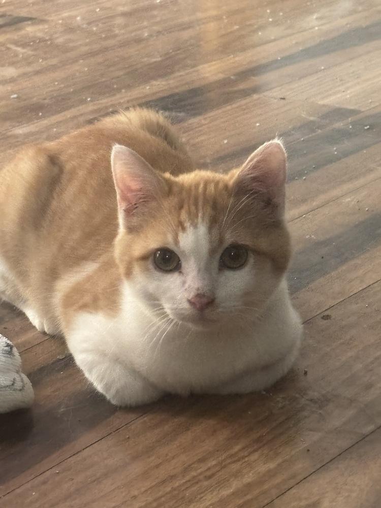 Yam, a Adoptable Domestic Short Hair in Albuquerque, NM image 4/4