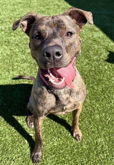 CASSIDY, Adoptable, Young Female Pit Bull Terrier & Mixed Breed.