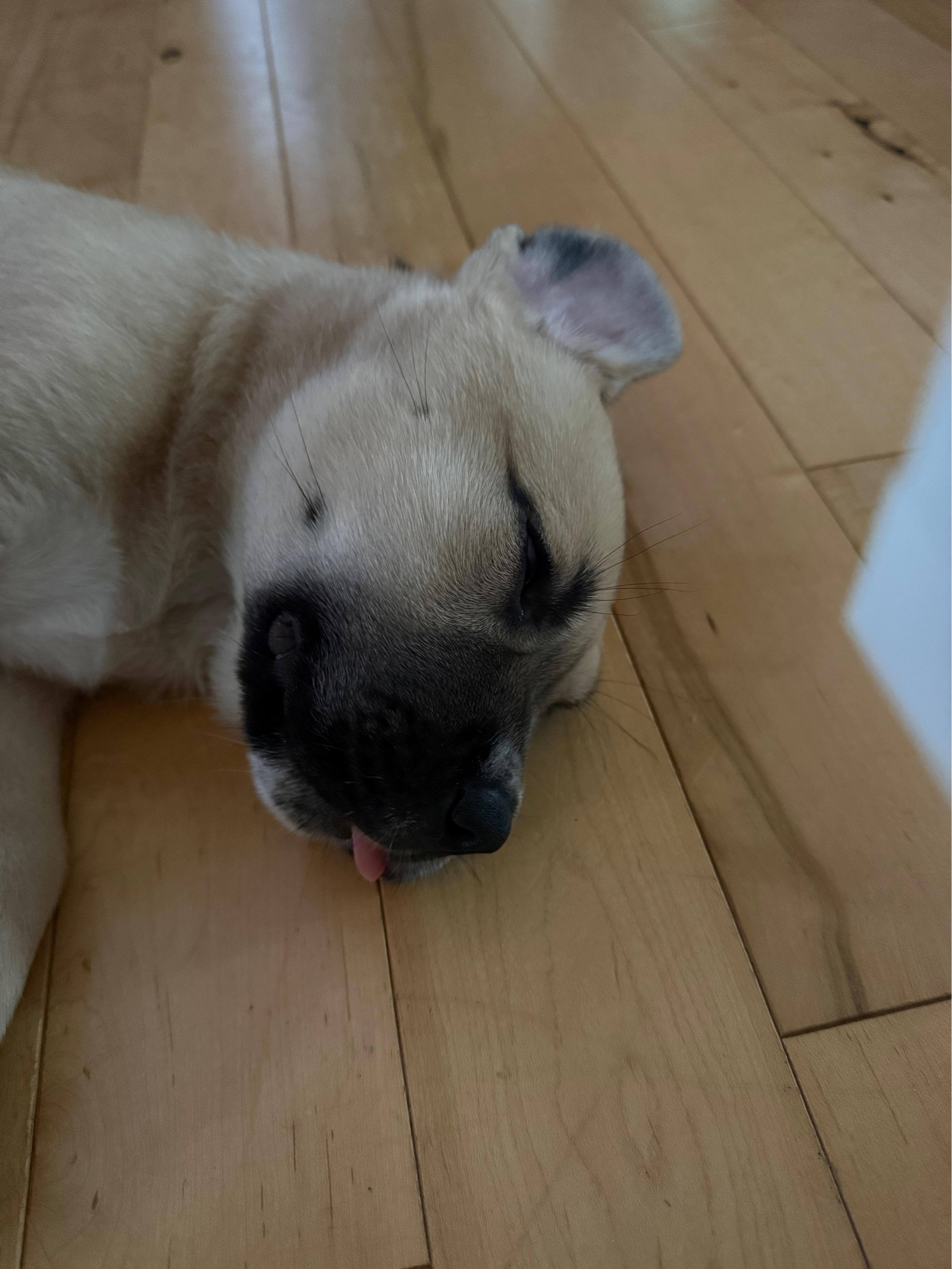 Enlarge Peanut Butter Cup (Peanut), a ADOPTABLE mixed breed in Saskatoon, SK image 2/5
