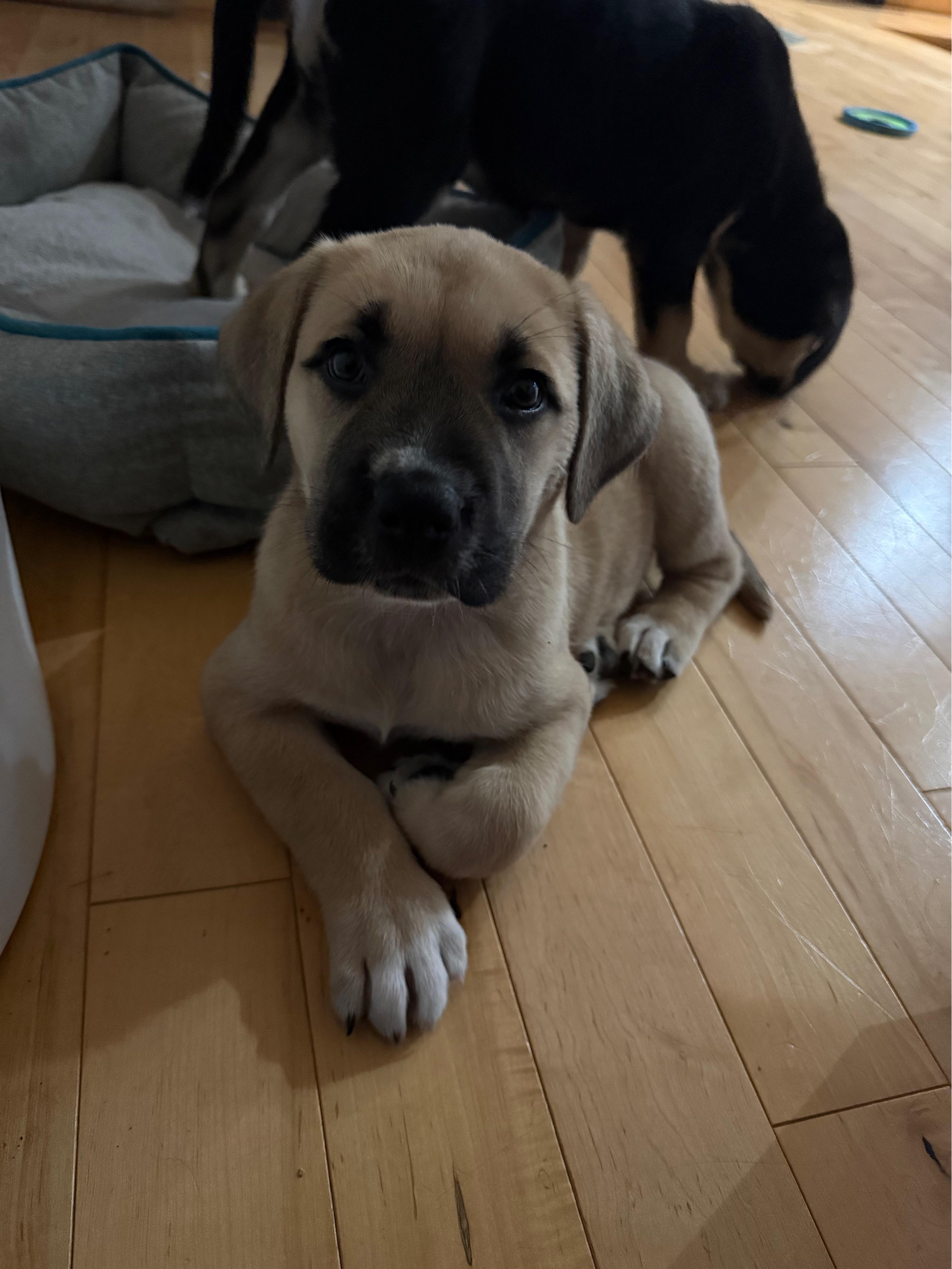 Enlarge Peanut Butter Cup (Peanut), a ADOPTABLE mixed breed in Saskatoon, SK image 4/5