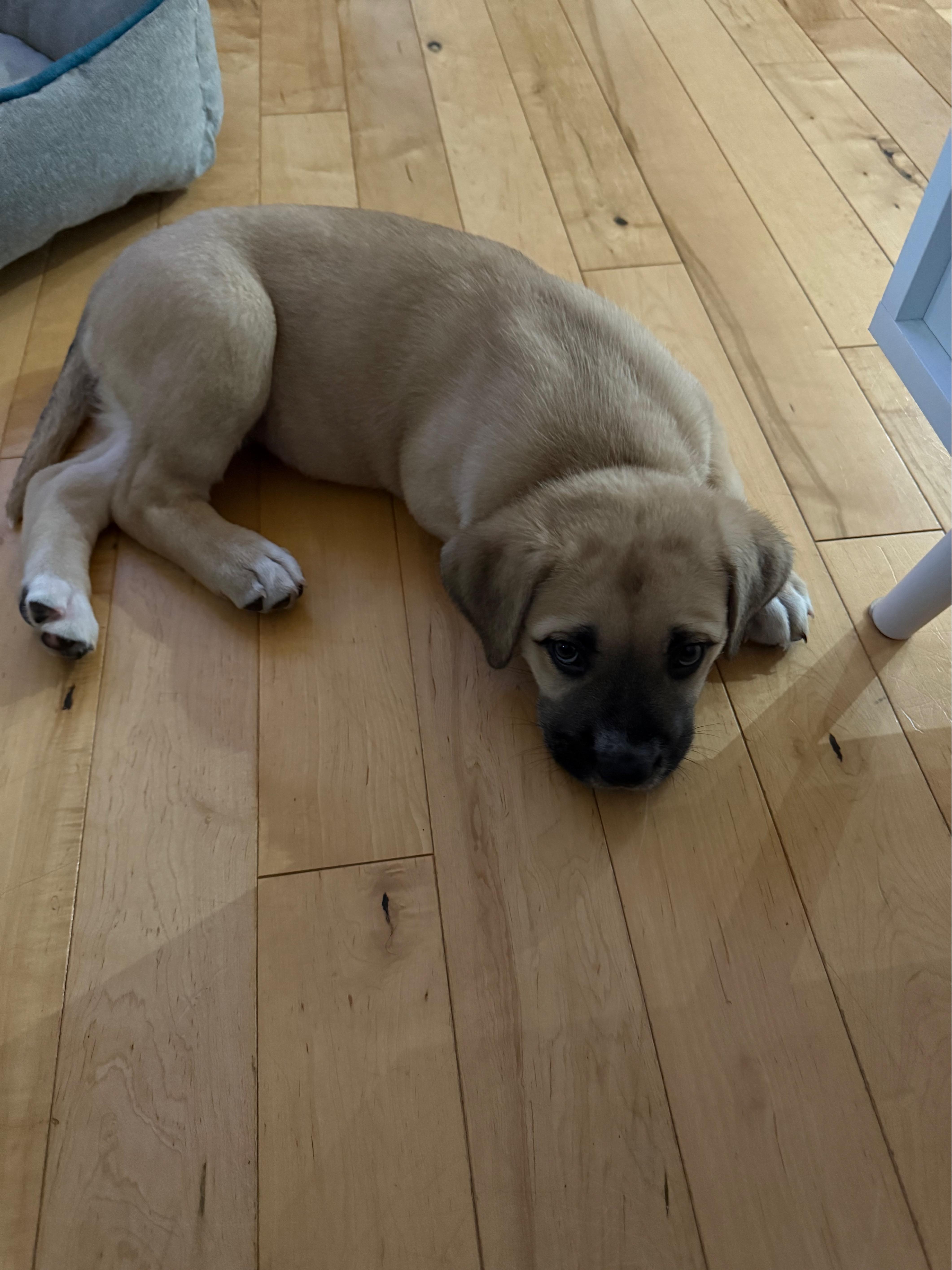 Enlarge Peanut Butter Cup (Peanut), a ADOPTABLE mixed breed in Saskatoon, SK image 3/5