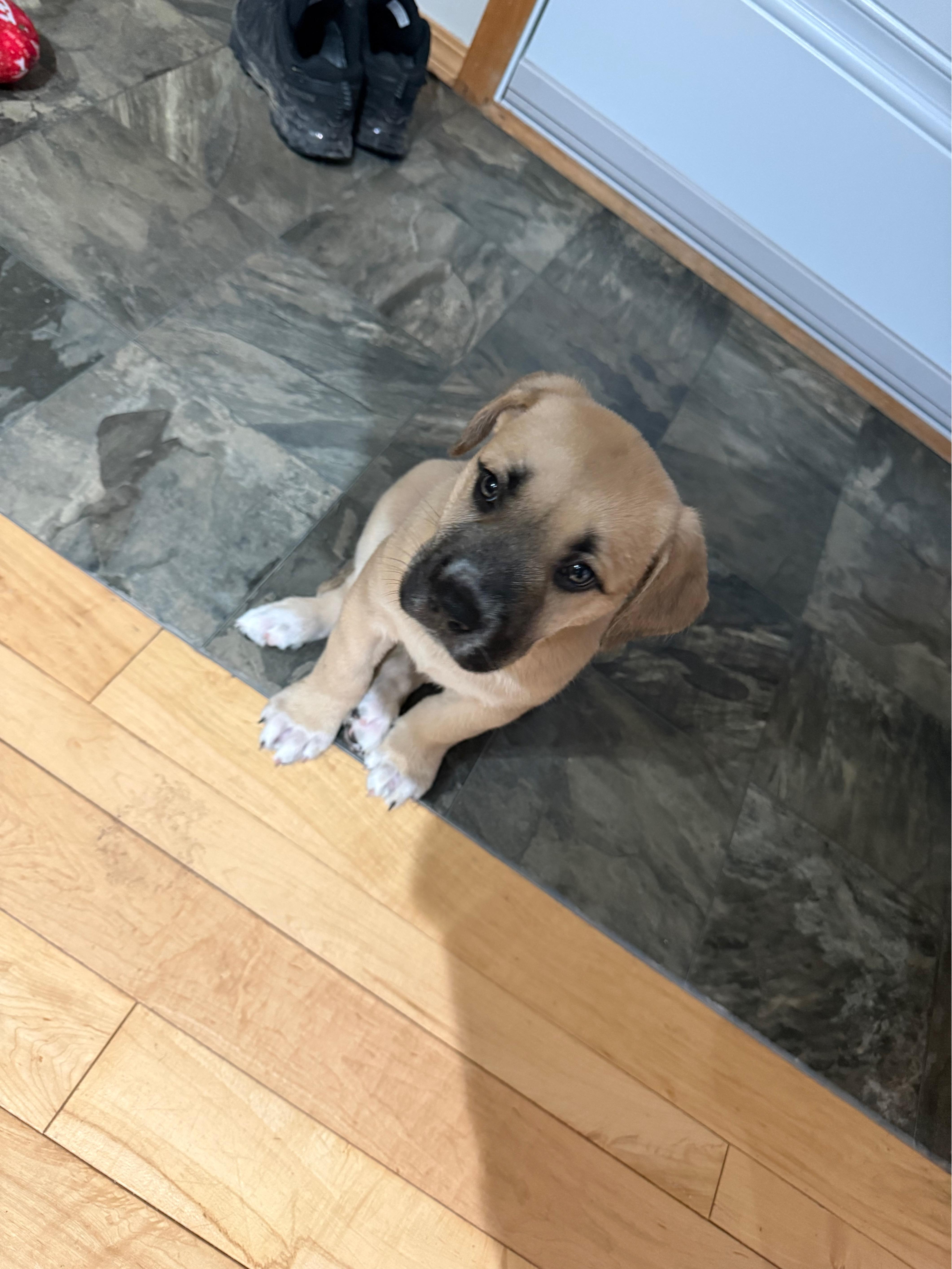 Enlarge Peanut Butter Cup (Peanut), a ADOPTABLE mixed breed in Saskatoon, SK image 5/5