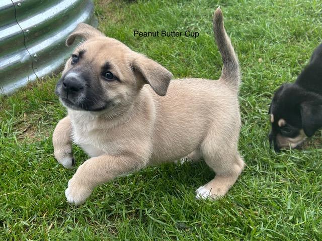 Enlarge Peanut Butter Cup (Peanut), a ADOPTABLE mixed breed in Saskatoon, SK image 1/5