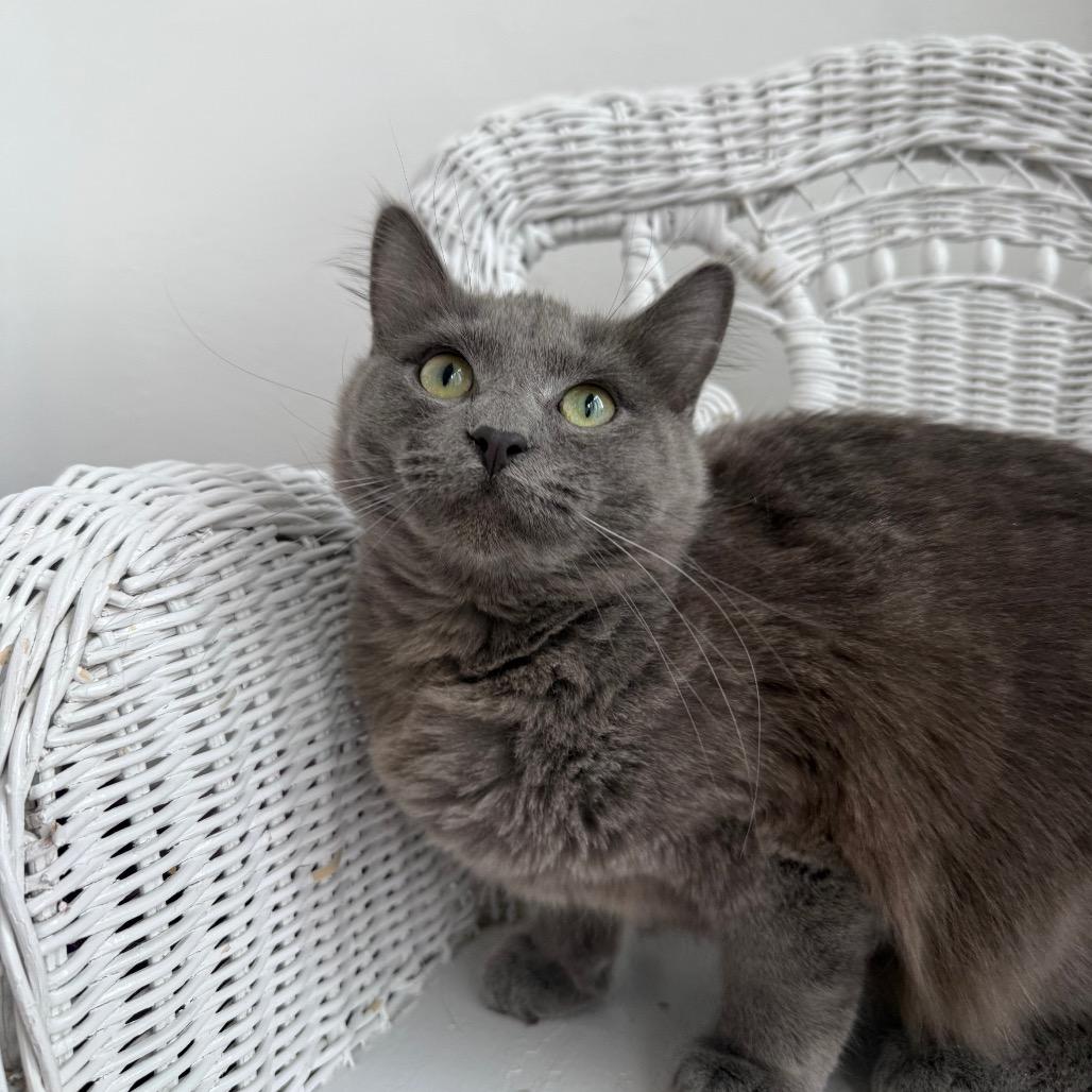 Dune Fluff Tail 55625, Adoptable, Young Male Russian Blue & Domestic Short Hair.