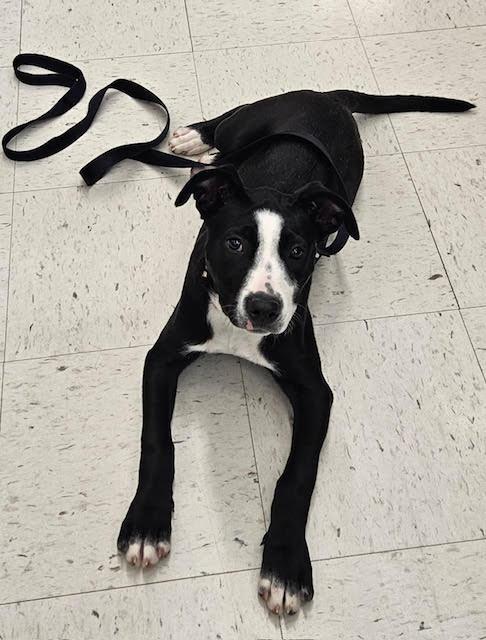 Enlarge Raina, a ADOPTABLE mixed breed in Cincinnati, OH image 1/2