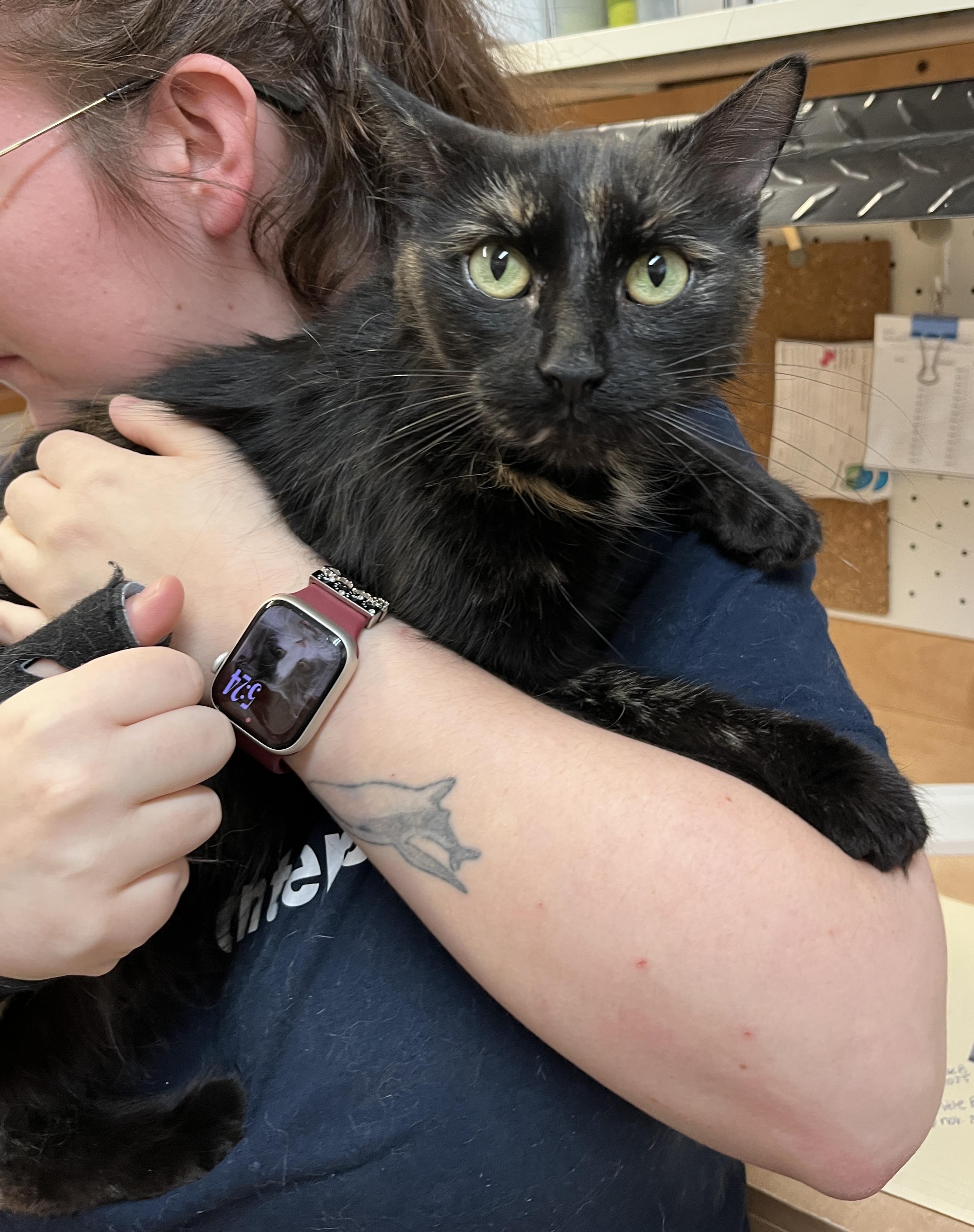 Enlarge CERISE (CR/SC), a Adoptable Domestic Medium Hair in Sainte-Angele-de-Monnoir, QC image 2/6