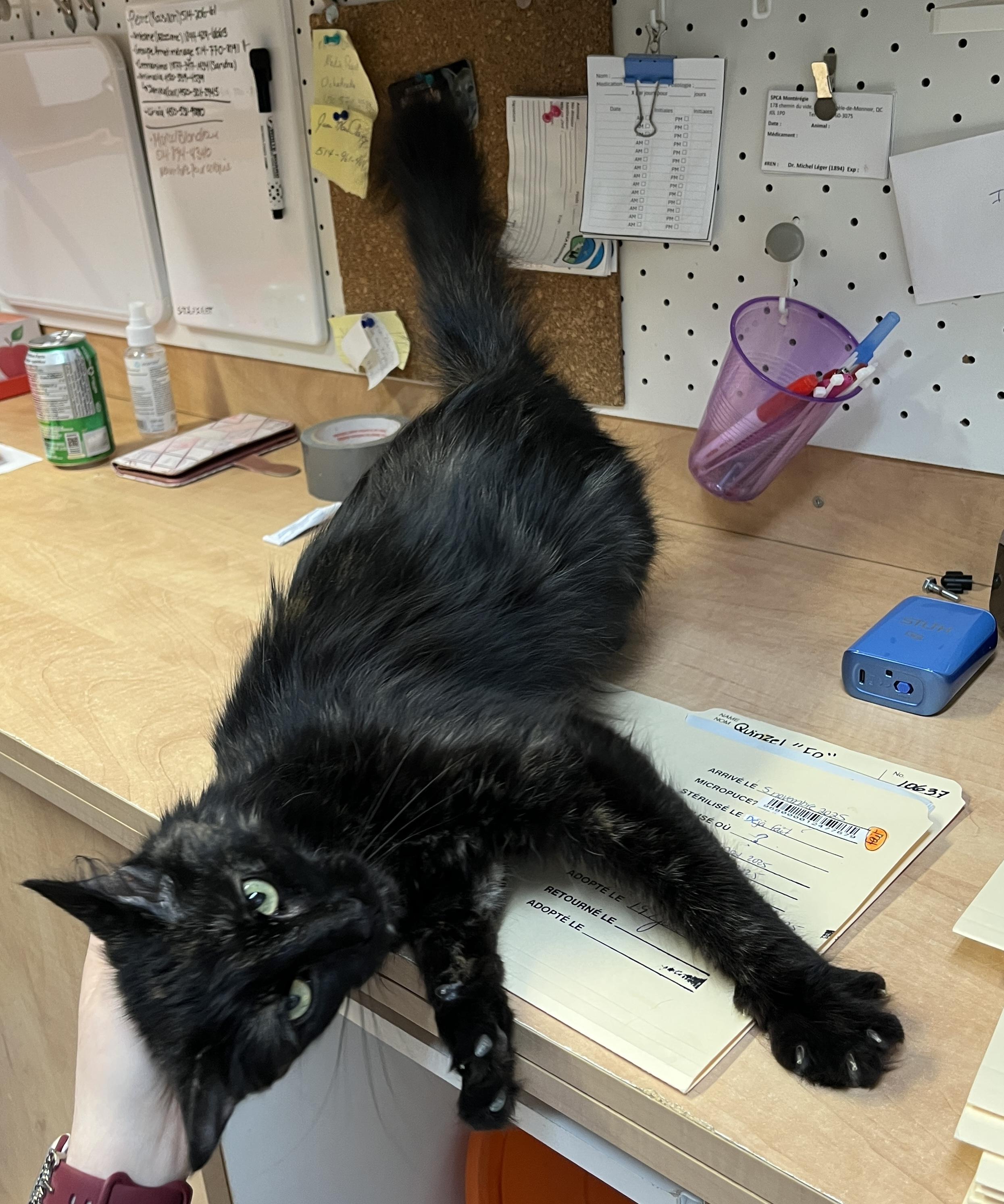 Enlarge CERISE (CR/SC), a Adoptable Domestic Medium Hair in Sainte-Angele-de-Monnoir, QC image 4/6