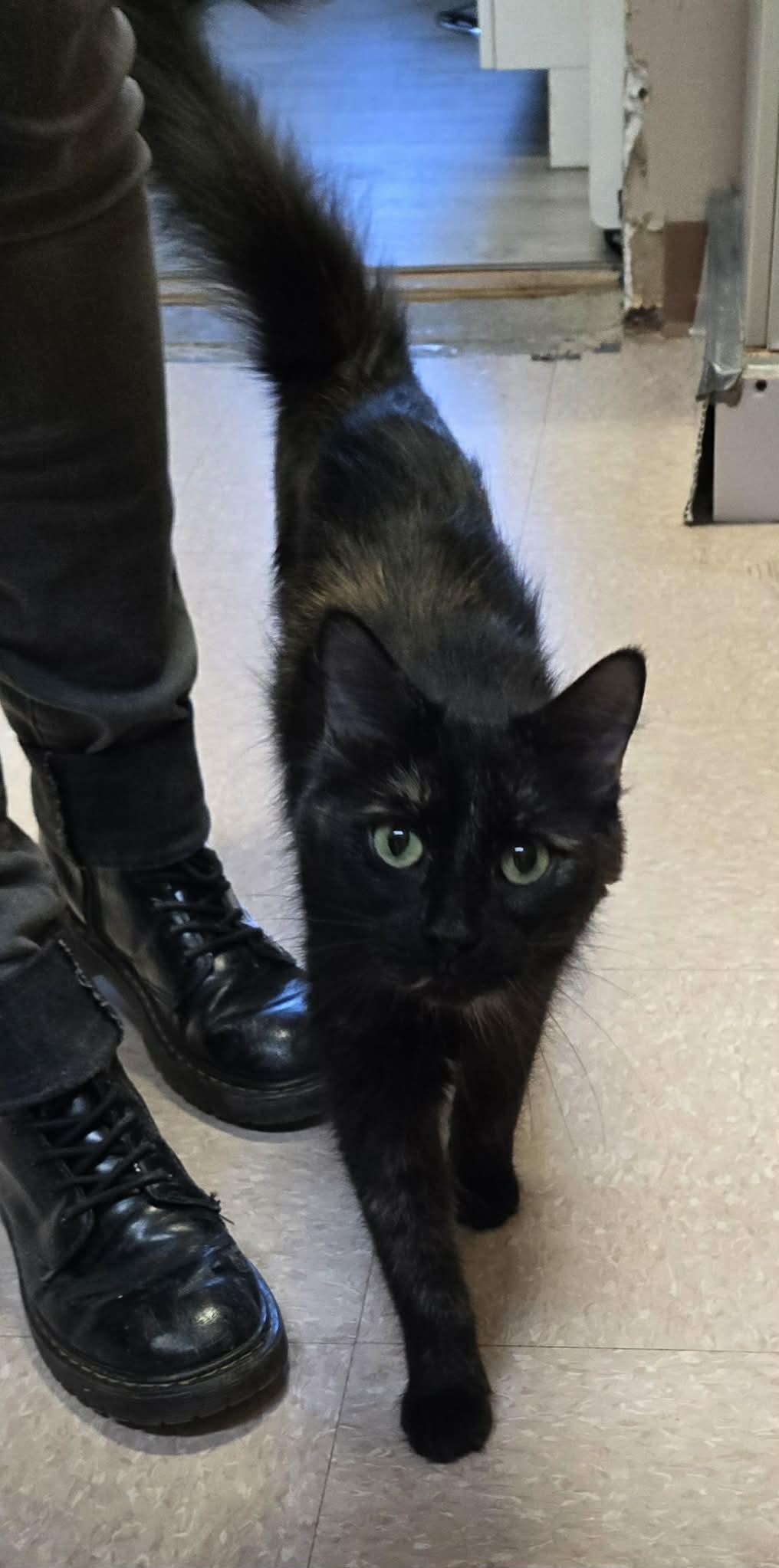Enlarge CERISE (CR/SC), a Adoptable Domestic Medium Hair in Sainte-Angele-de-Monnoir, QC image 5/6