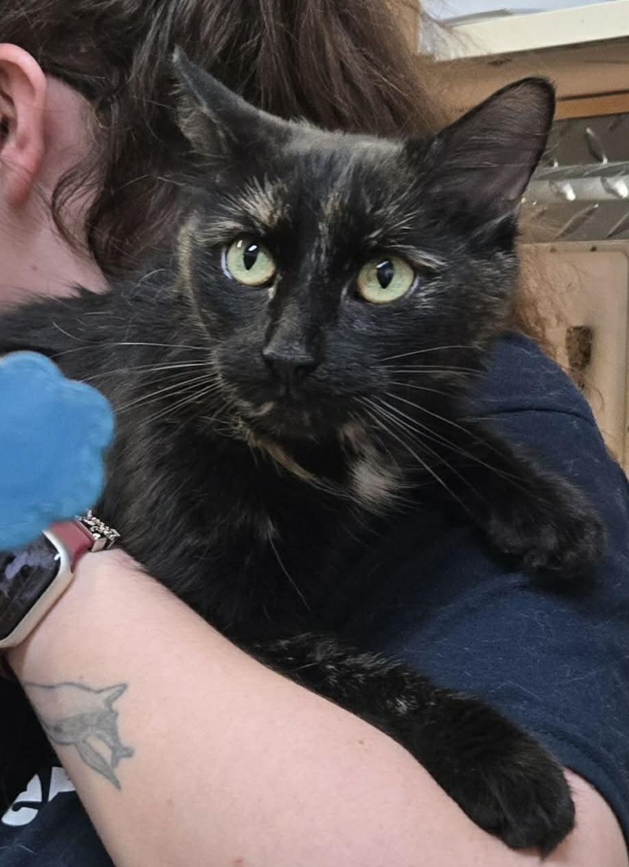 Enlarge CERISE (CR/SC), a Adoptable Domestic Medium Hair in Sainte-Angele-de-Monnoir, QC image 1/6