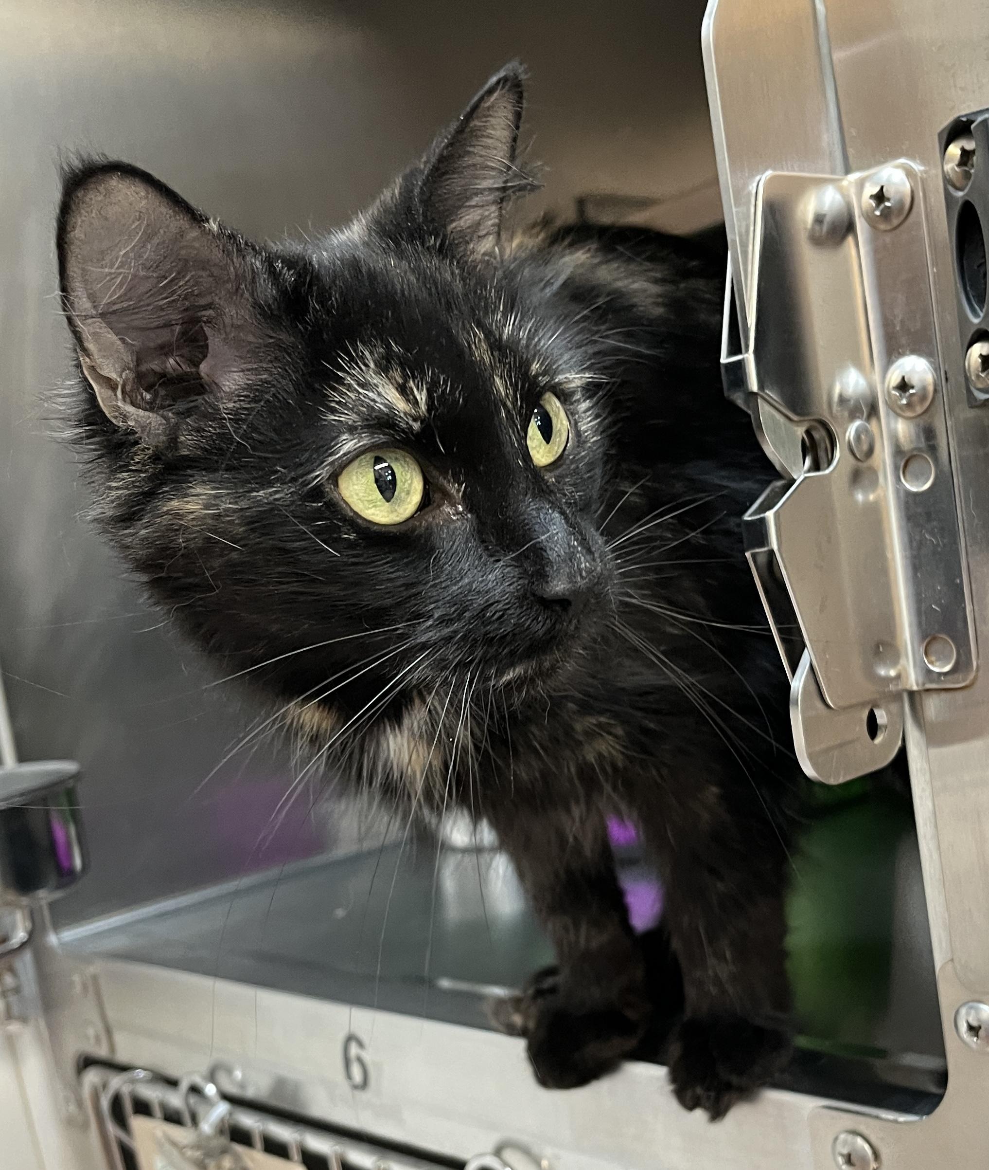 Enlarge CERISE (CR/SC), a Adoptable Domestic Medium Hair in Sainte-Angele-de-Monnoir, QC image 3/6