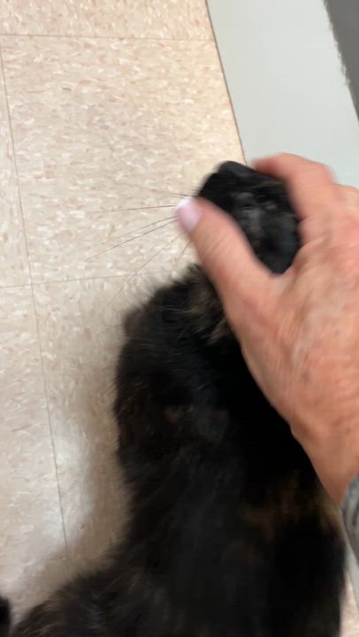 Enlarge CERISE (CR/SC), a Adoptable Domestic Medium Hair in Sainte-Angele-de-Monnoir, QC video 6/6