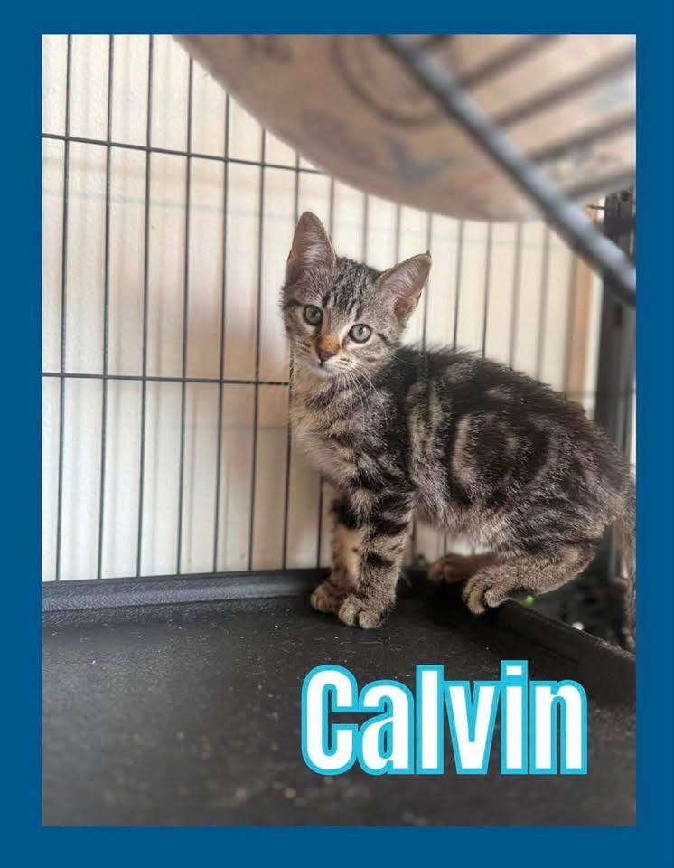 Calvin, Adoptable, Kitten Male Domestic Short Hair.
