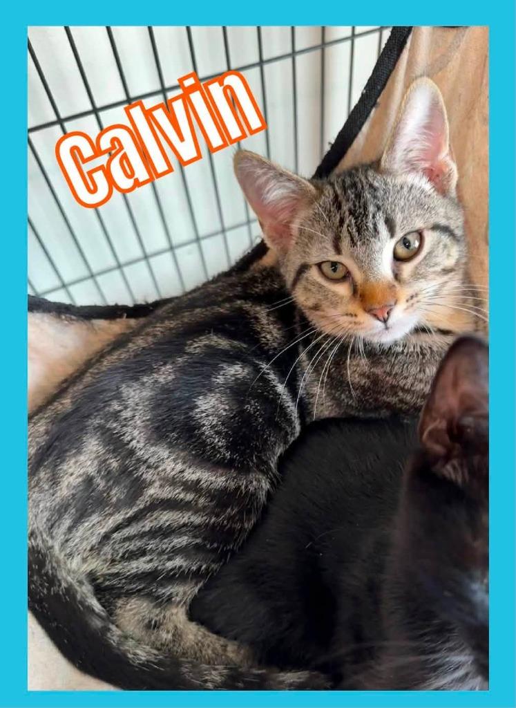 Enlarge Calvin, a Adoptable mixed breed in Bossier City, LA image 2/3