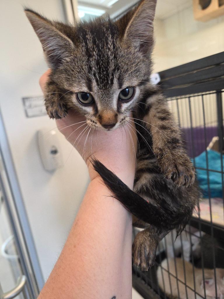 Enlarge Calvin, a Adoptable mixed breed in Bossier City, LA image 3/3