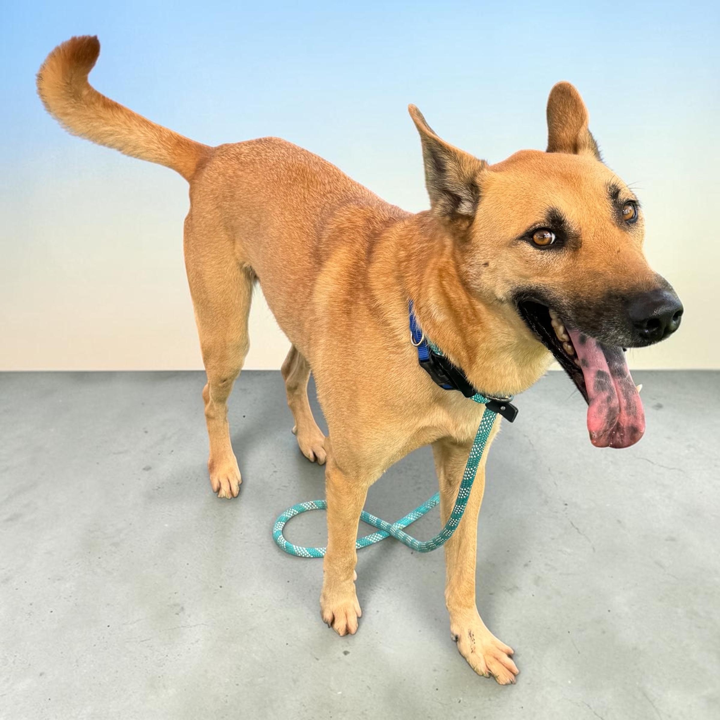 Enlarge Doc Holliday, a Adoptable mixed breed in Edmonds, WA image 2/4