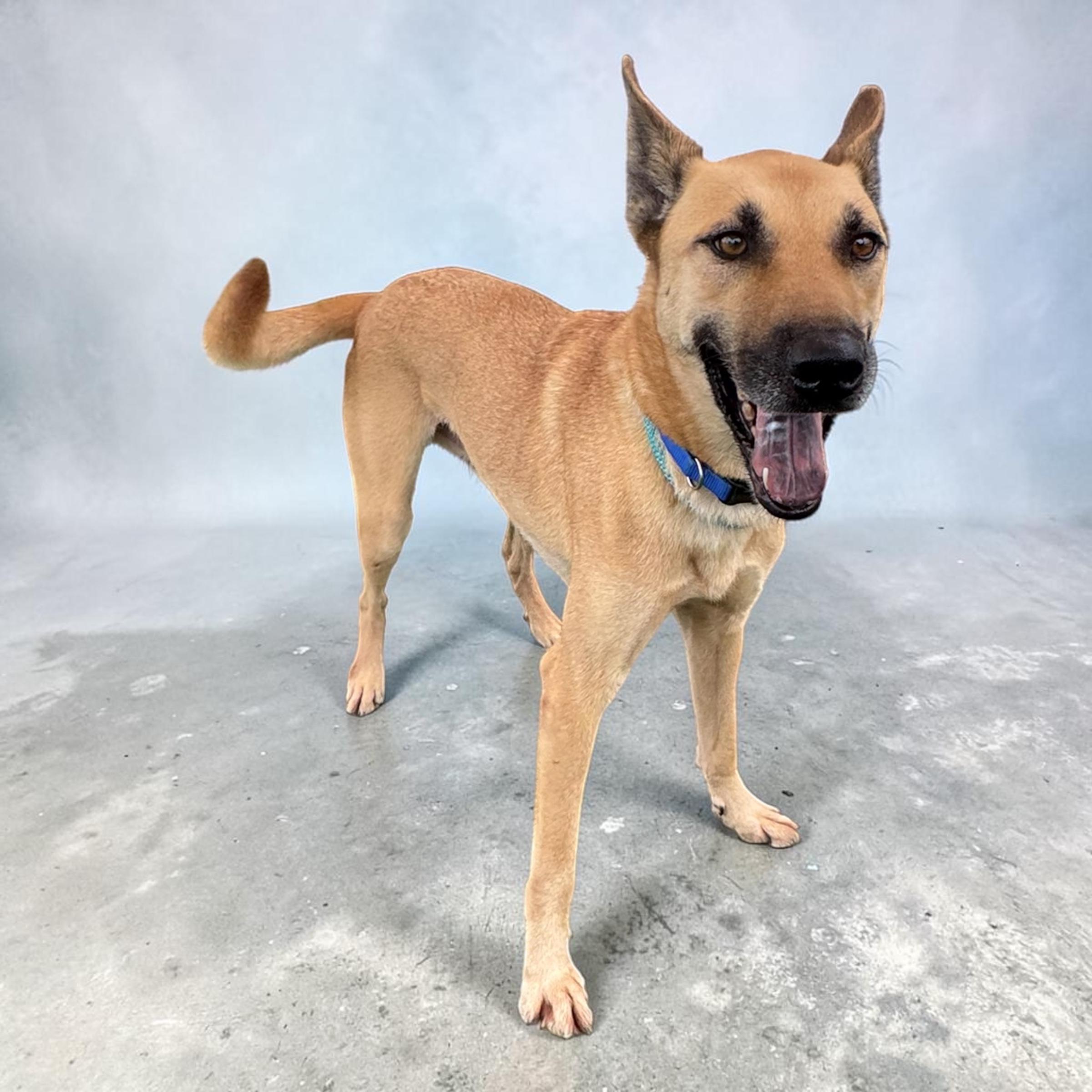 Enlarge Doc Holliday, a Adoptable mixed breed in Edmonds, WA image 4/4
