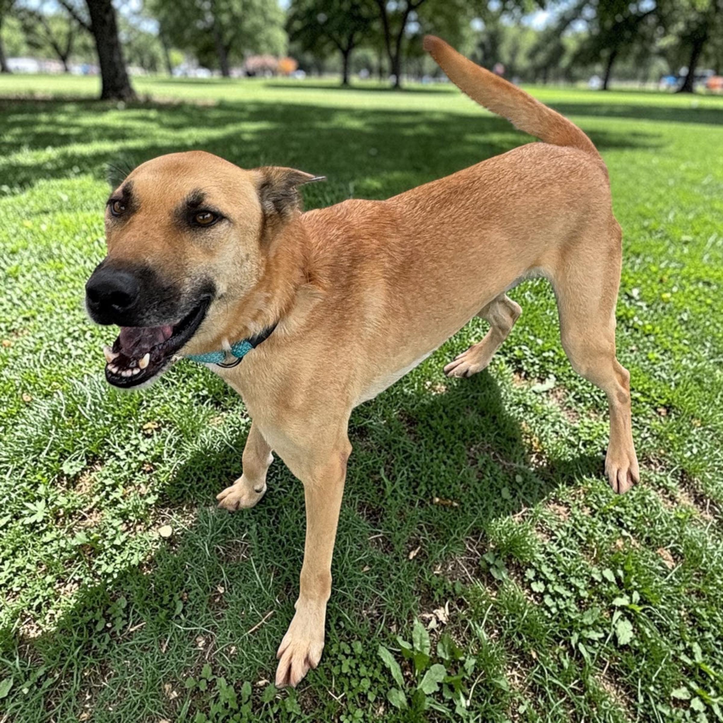 Enlarge Doc Holliday, a Adoptable mixed breed in Edmonds, WA image 3/4