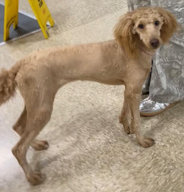 Enlarge Chanel, a ADOPTABLE Poodle in Memphis, TN image 5/5