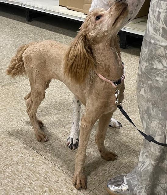 Enlarge Chanel, a ADOPTABLE Poodle in Memphis, TN image 2/5