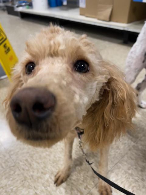 Chanel, ADOPTABLE, Adult Female Poodle.