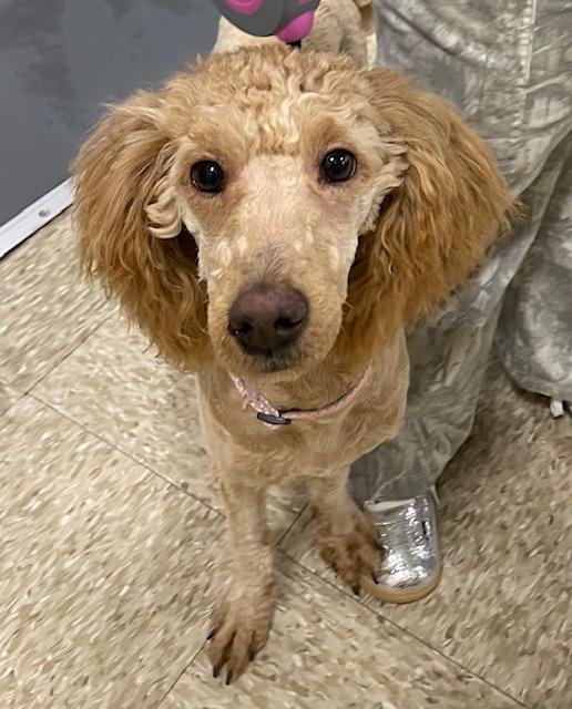 Enlarge Chanel, a ADOPTABLE Poodle in Memphis, TN image 4/5