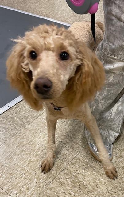 Enlarge Chanel, a ADOPTABLE Poodle in Memphis, TN image 3/5